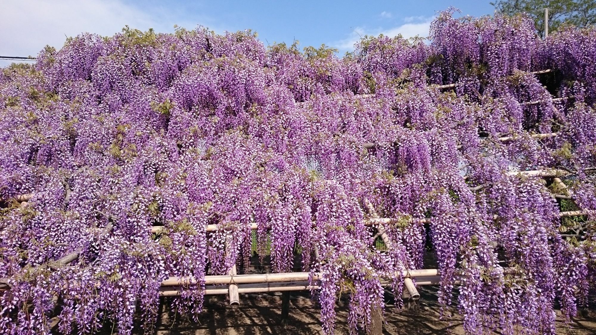 Kyonoyado Senkaku Bettei Villa เกียวโต ภายนอก รูปภาพ